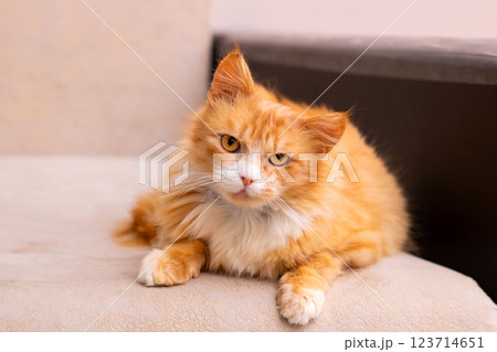 A fluffy orange and white cat is comfortably laying on a couch A fluffy orange and white cat is comfortably laying on a couch 123714651