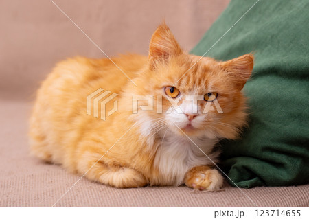 A fluffy orange and white cat is comfortably laying on a couch A fluffy orange and white cat is comfortably laying on a couch 123714655
