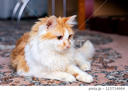 A fluffy orange and white cat comfortably laying on a soft rug A fluffy orange and white cat comfortably laying on a soft rug 123714664