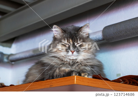A cat naps peacefully on a wooden shelf, enjoying relaxation A cat naps peacefully on a wooden shelf, enjoying relaxation 123714686