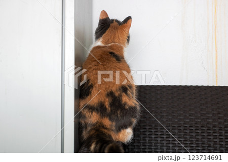 A calico cat leans against a wall, looking at the camera A calico cat leans against a wall, looking at the camera 123714691