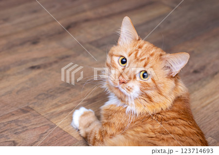 An orange and white cat on a wooden floor with milk dribbling An orange and white cat on a wooden floor with milk dribbling 123714693