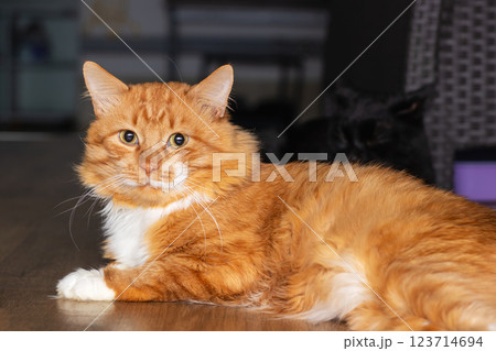 An orange and white cat on a wooden floor with milk dribbling An orange and white cat on a wooden floor with milk dribbling 123714694