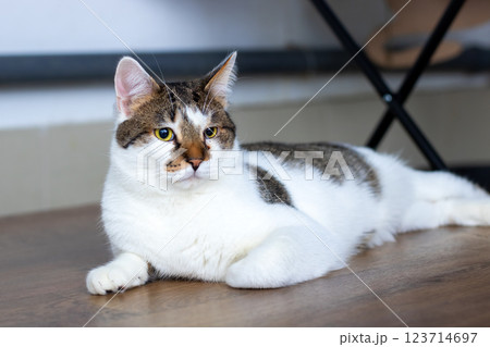 A brown and white cat peacefully laying on a rustic wooden floor 123714697
