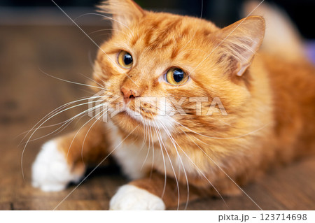An orange and white cat on a wooden floor with milk dribbling 123714698