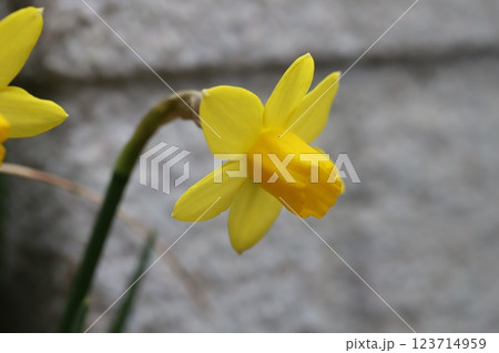 早春の庭に咲く黄色いミニスイセン（テターテート）の黄色い花 123714959