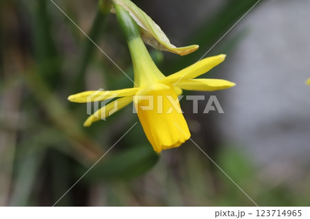 早春の庭に咲く黄色いミニスイセン(テターテート)の黄色い花 早春の庭に咲く黄色いミニスイセン(テターテート)の黄色い花 123714965