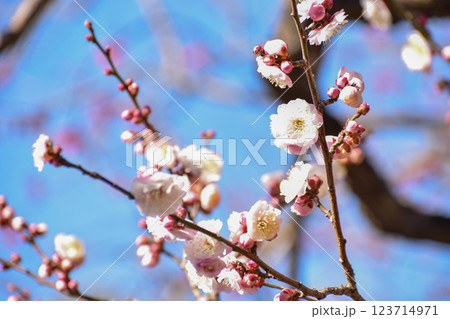 早春の青空に映える白梅 早春の青空に映える白梅 123714971