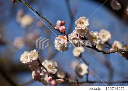 早春の青空に映える白梅 123714972