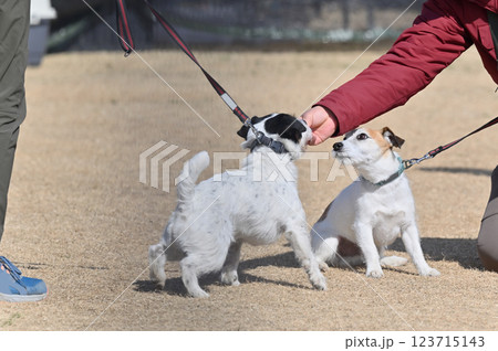 2匹の愛犬と遊ぶ飼い主 ジャックラッセルテリア 2匹の愛犬と遊ぶ飼い主 ジャックラッセルテリア 123715143