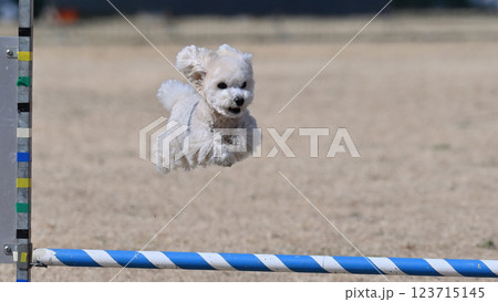 笑顔でジャンプするトイプードルのアップ 笑顔でジャンプするトイプードルのアップ 123715145