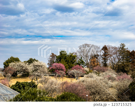 紅白の梅が咲く早春の梅園【千葉県柏市　あけぼの山農業公園】 123715325