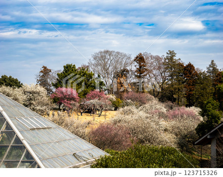 紅白の梅が咲く早春の梅園【千葉県柏市　あけぼの山農業公園】 123715326