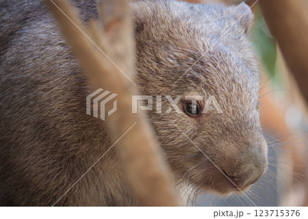 餌を食べるリス 123715376