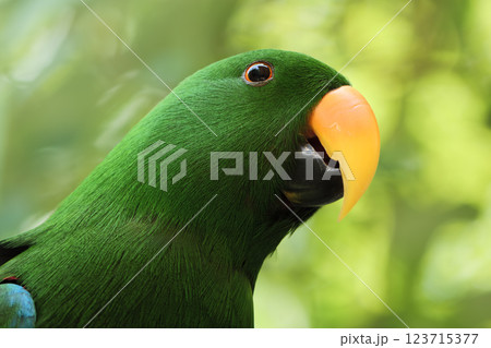 カラフルな鳥 123715377