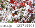 Berries and leaves under the snow. Red leaves of a garden shrub covered with a thick layer of snow. Snowfall in the garden. Close-up, horizontal photo. 123715503