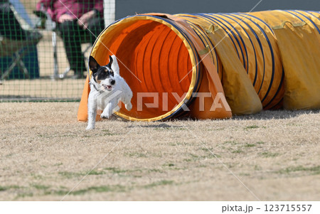 笑顔で走るジャックラッセルテリア 123715557