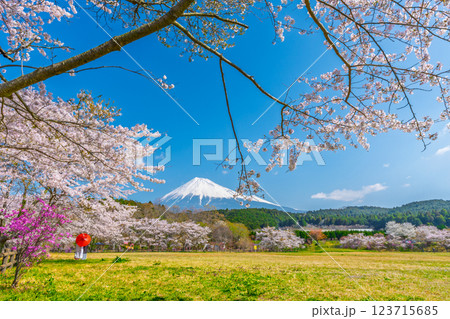 富士山　桜　お花見　和装　和傘 123715685