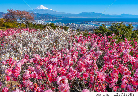 日本平　梅　駿河湾　富士山 123715698