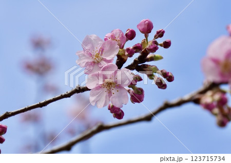 青空を背景にした河津桜　 123715734