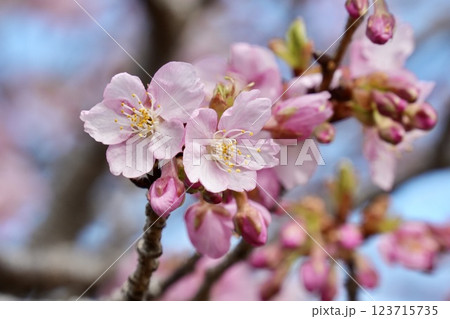 青空を背景にした河津桜　 123715735