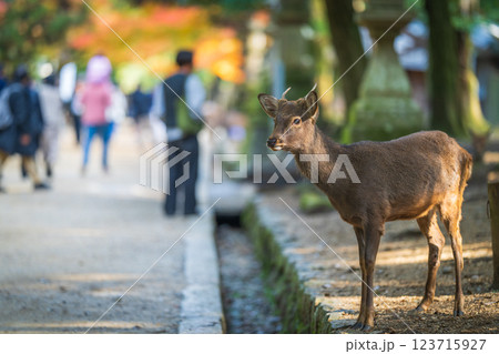 奈良公園の鹿 123715927