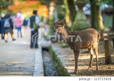 奈良公園の鹿 123715928