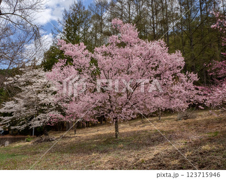 満開の桜の花 長野県 満開の桜の花 長野県 123715946