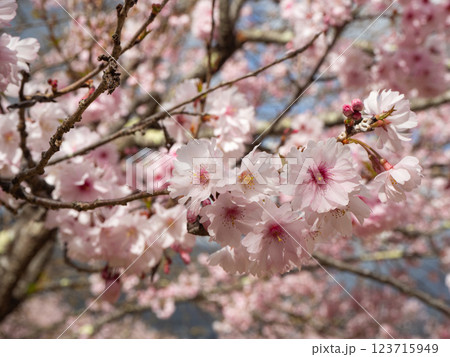 満開の桜の花　長野県 123715949