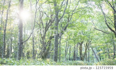 ブナの森に朝の光が差し込む風景（大山木谷沢渓流） 123715959