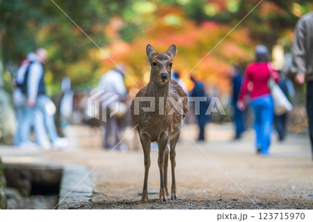 【秋】奈良公園の鹿【紅葉】 123715970