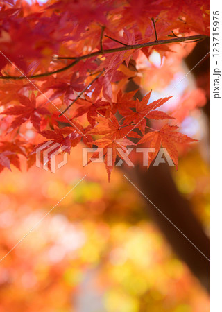 鮮やかな紅葉 123715976