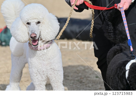笑顔で散歩するスタンダードプードル 123715983