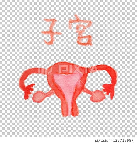 子宮の水彩イラスト 子宮の水彩イラスト 123715987