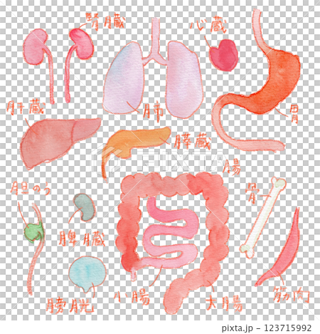 内臓パーツの水彩イラスト 123715992
