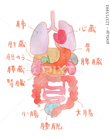 内臓の水彩イラスト 123715993