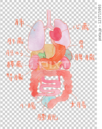内臓の水彩イラスト 123715993