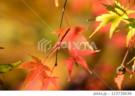 真っ赤な紅葉 123716036
