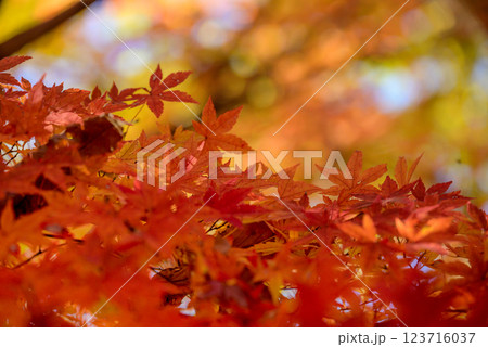 鮮やかな紅葉 鮮やかな紅葉 123716037