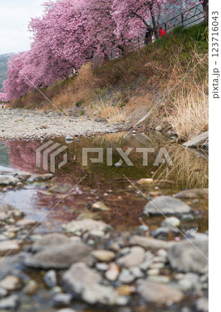 河津桜と水面に映るリフレクション 河津桜と水面に映るリフレクション 123716043