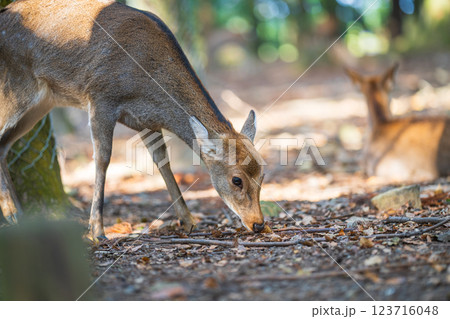 奈良公園の鹿 奈良公園の鹿 123716048