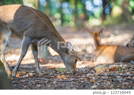 奈良公園の鹿 123716049