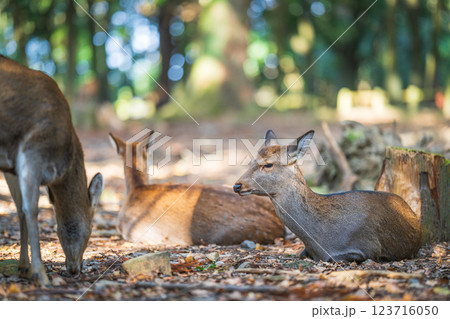奈良公園の鹿 123716050