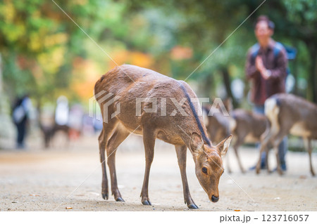 奈良公園の鹿 123716057