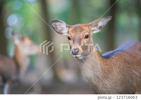 奈良公園の鹿 123716063
