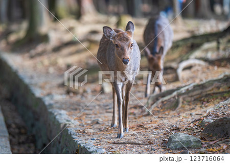 奈良公園の鹿 123716064