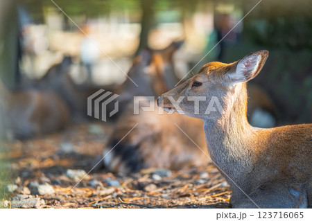 奈良公園の鹿 123716065