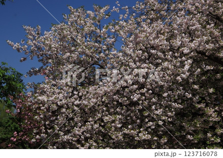 青空に映える満開の八重桜　春風景 123716078