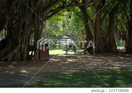 木漏れ日が差し込む森の中のベンチ 123716099
