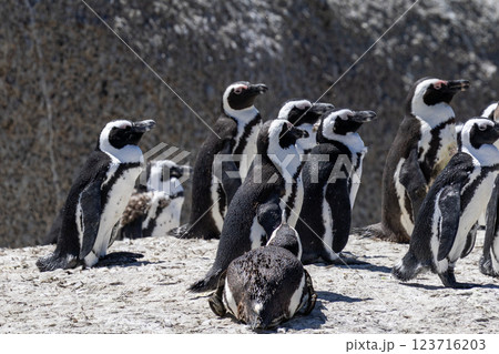 Colony of South African penguins on the Atlantic coast 123716203